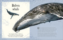 An Anthology of Intriguing Animals: Discover the Fascinating Truths of the Animal Kingdom (DK Children's Anthologies)